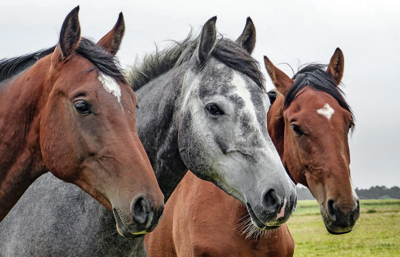 three horses